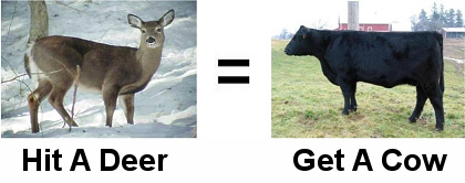 hit-deer-get-cow-s-1